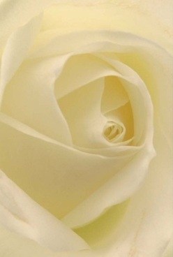 This close-up of an ivory white rose, viewed with natural light streaming from dockside windows in Silvertown, captures the bloom's pure elegance. The petals spiral inward in perfect harmony, their texture velvety-soft and nearly translucent at the edges-mirroring the gentle fog that often graces Thames Barrier Park at dawn. Each petal glows softly with cream and pale lemon highlights, absorbing the diffused light and enhancing the intimate calm of the composition. It evokes a sense of serenity and anticipation, suitable for a quiet anniversary or a thoughtful tribute delivered to loved ones around Silvertown's historic streets. The rose's understated refinement and subtle, sweet scent reflect the careful hands and deep community ties of local florists, transforming this simple bloom into a timeless symbol of grace. Whether intended for a moment of sympathy or pure admiration, its beauty radiates peace and the quiet artistry that defines floral arrangements throughout Silvertown.